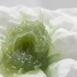 Green mucus indicating possible respiratory infection signs.